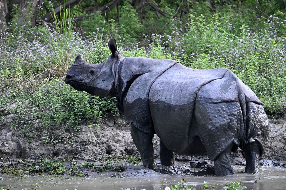Photograph by SRIMANTA RAY