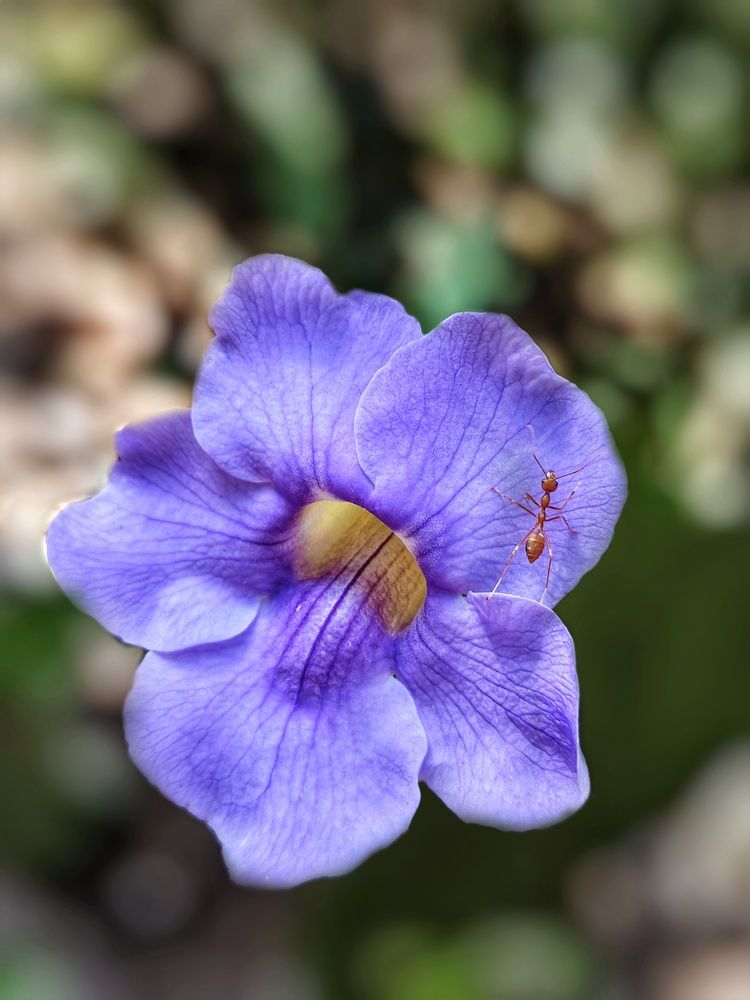 Flower photos