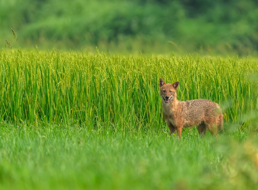 Silent Sentinel of the Green Expanse