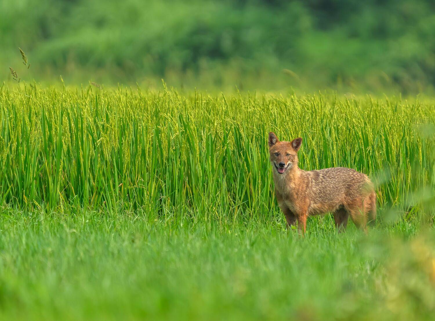 Silent Sentinel of the Green Expanse