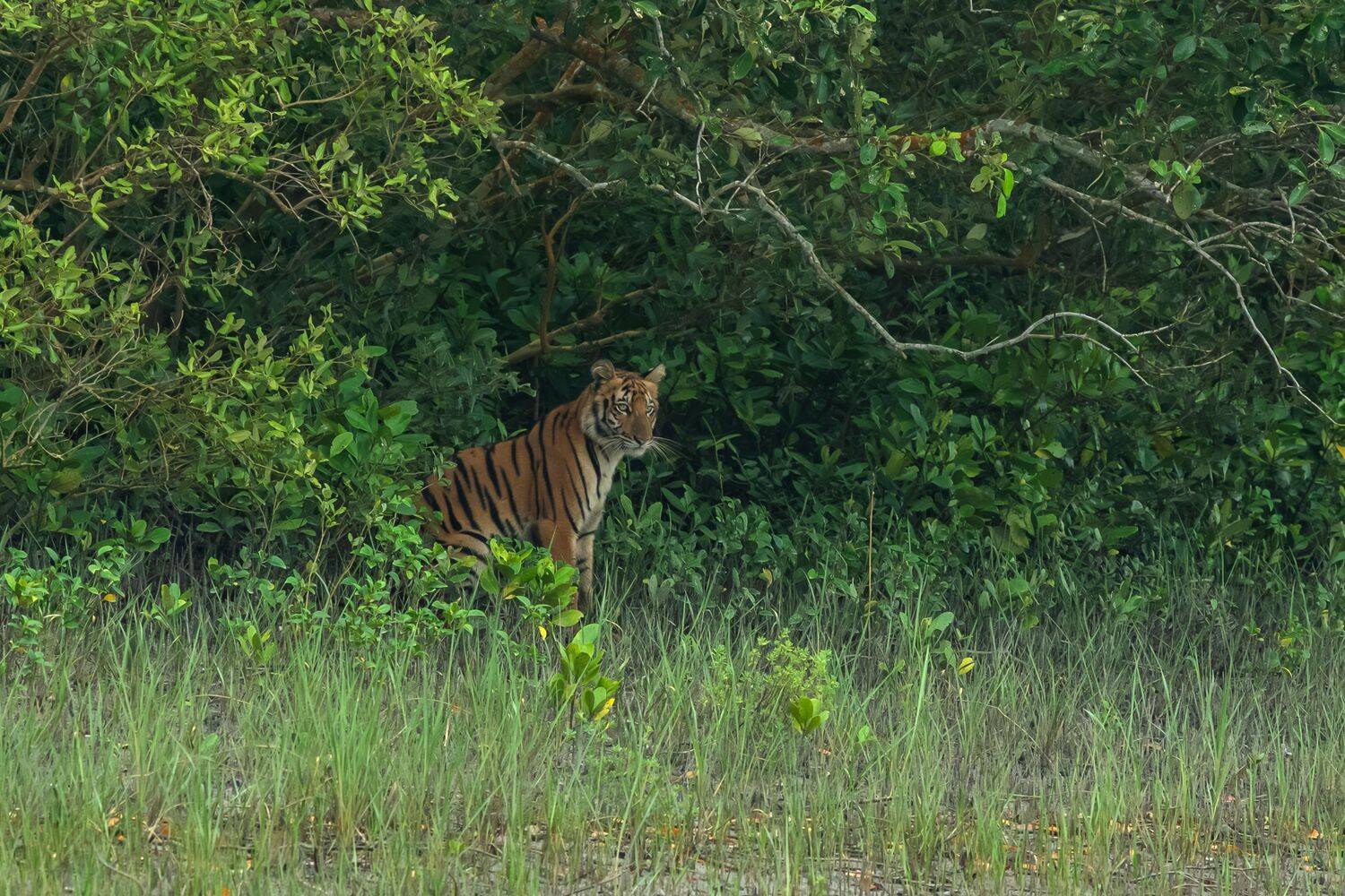 Striped Majesty in Emerald Silence