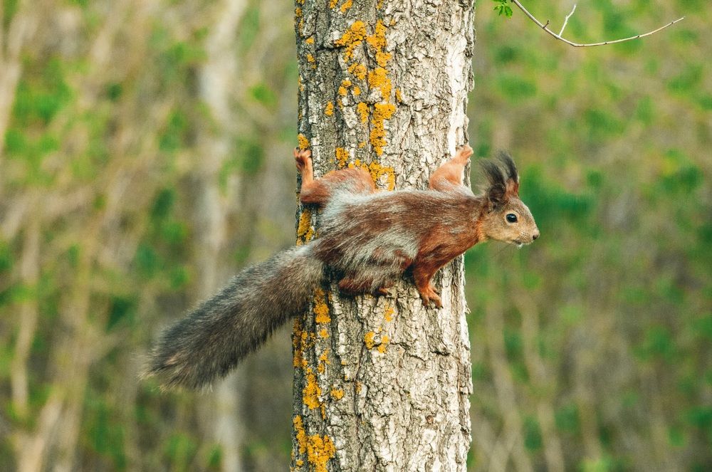 Photograph by Галчонок Ахмерова