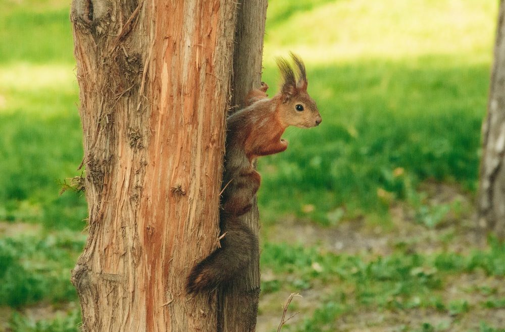 Photograph by Галчонок Ахмерова