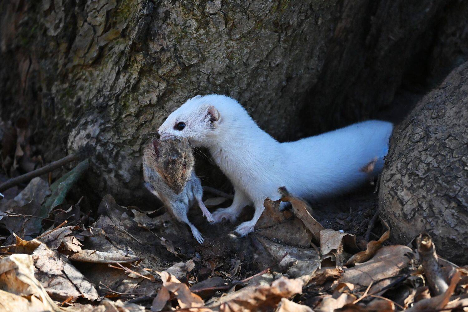Photo #13542450