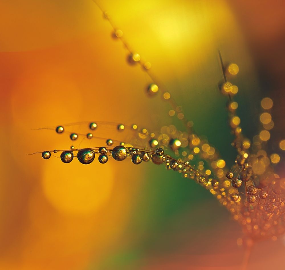 Photograph by Lapshina Vladlena