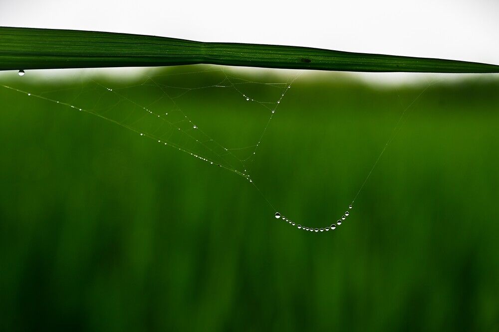 Dew-Strung Geometry