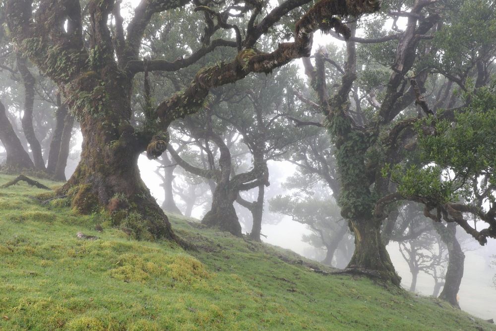 Fanal Forest Madeira