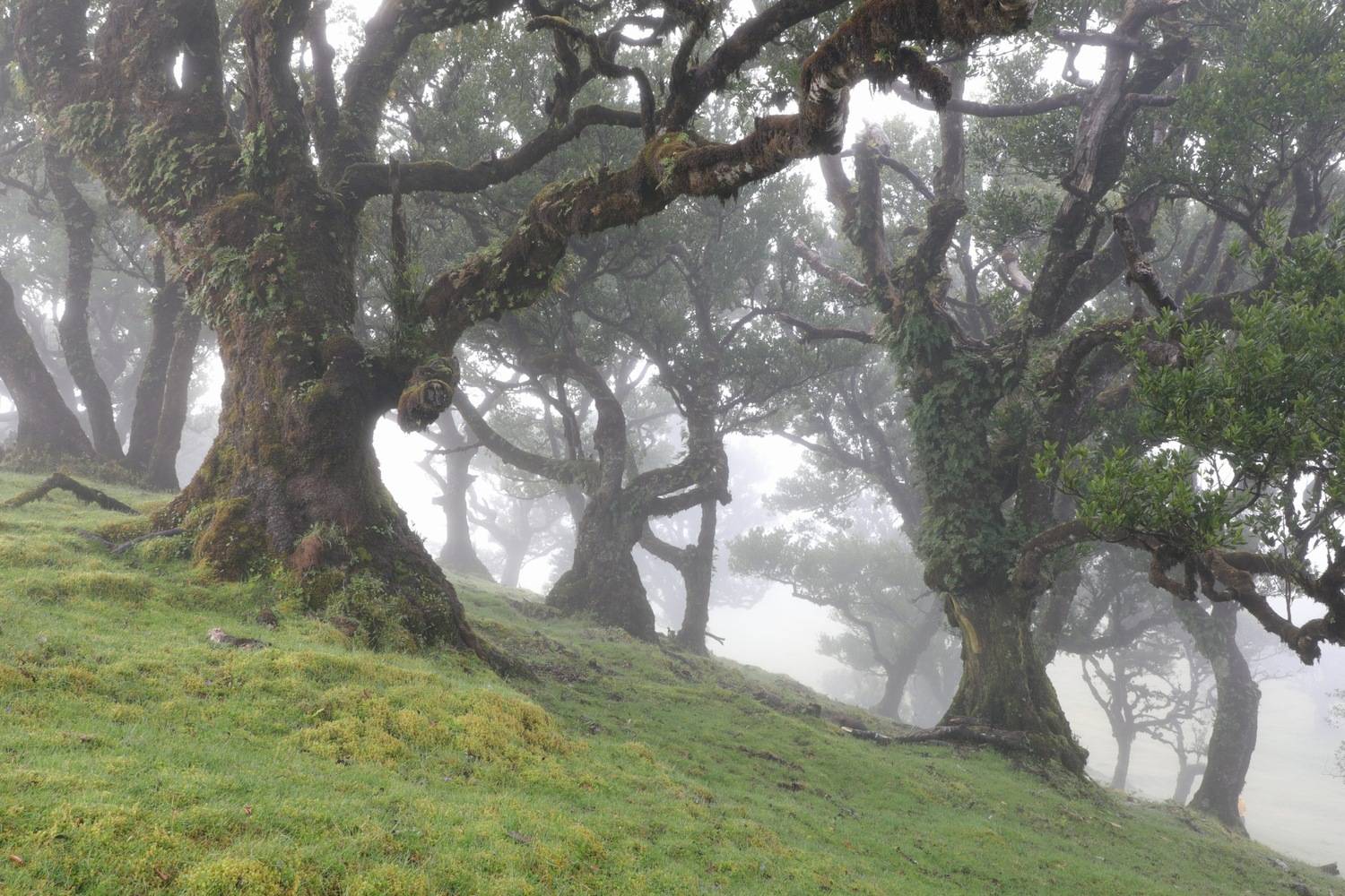 Fanal Forest Madeira