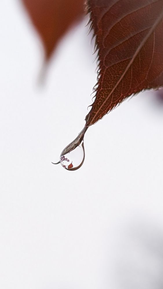 Photograph by Iryna Usanova