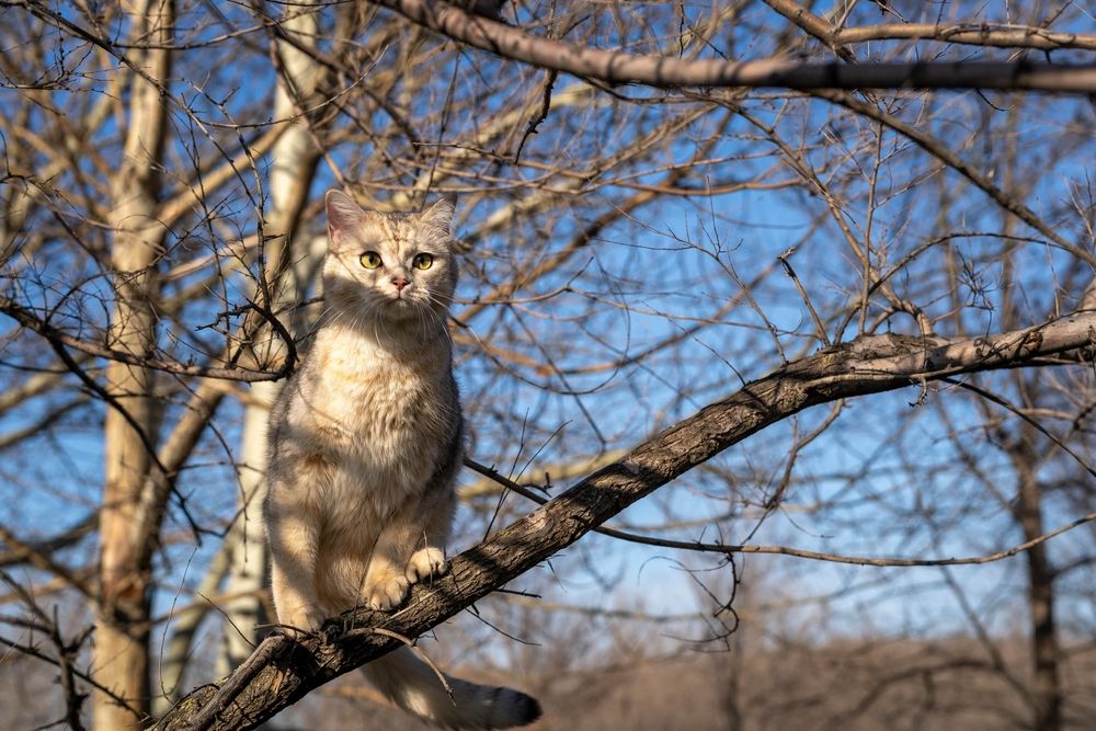 Domestic cat Simon in a tree.