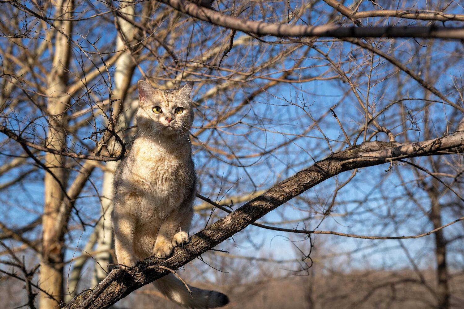 Domestic cat Simon in a tree.