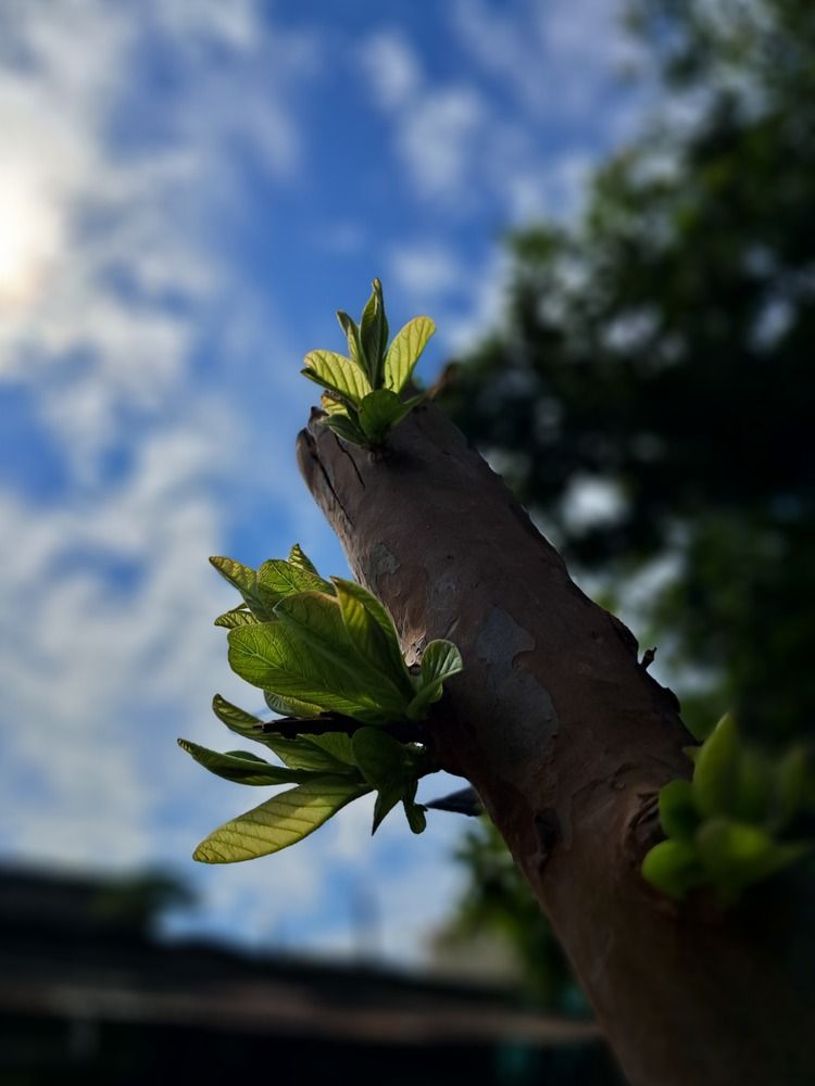 Rebirth Towards the Sky