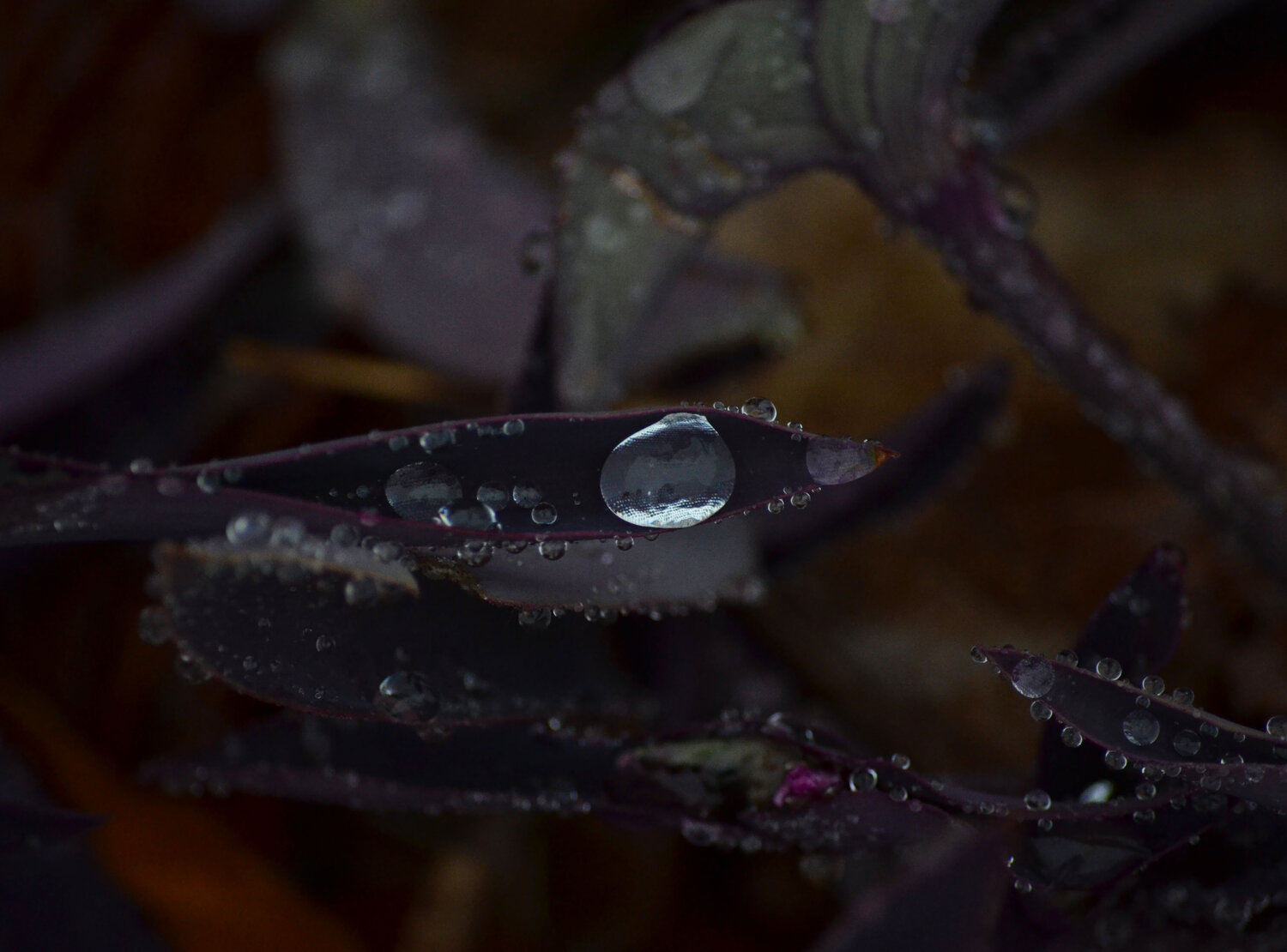 Photo #13543645