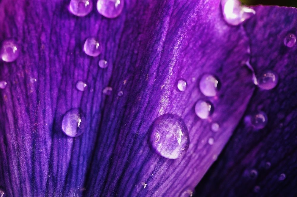 Photograph by Irina Ginbert