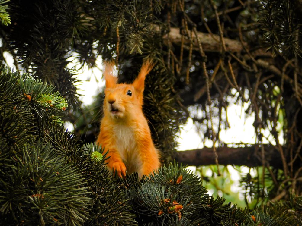Photograph by Юлия Закопайло