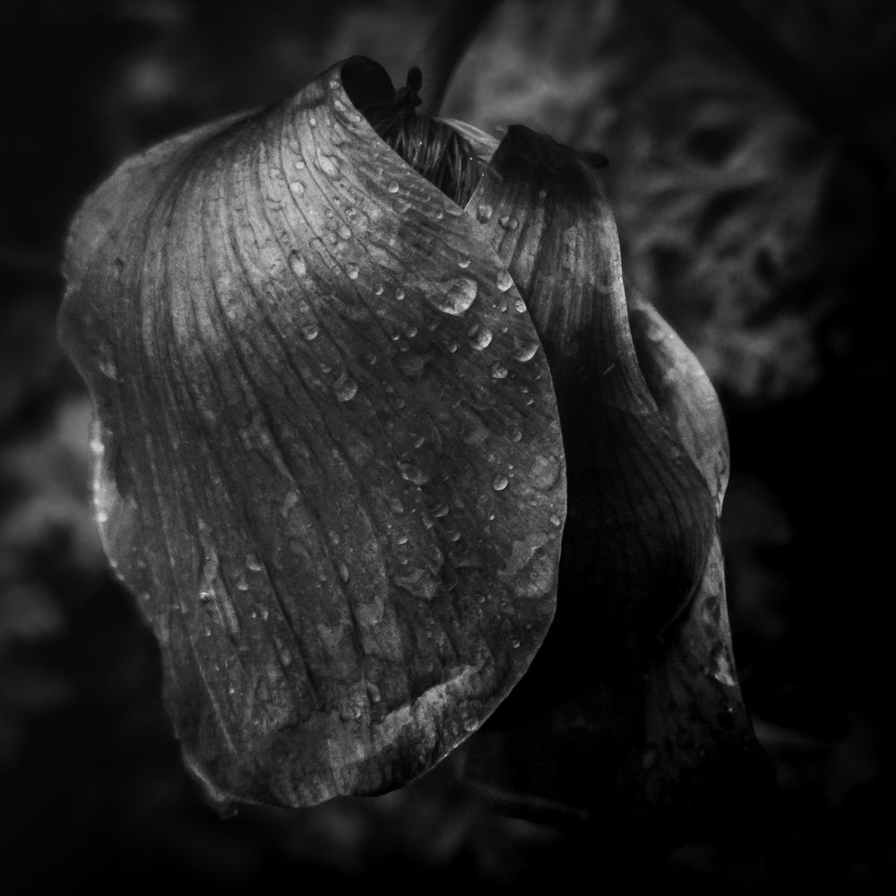 Photograph by SUZUKI Kazumichi