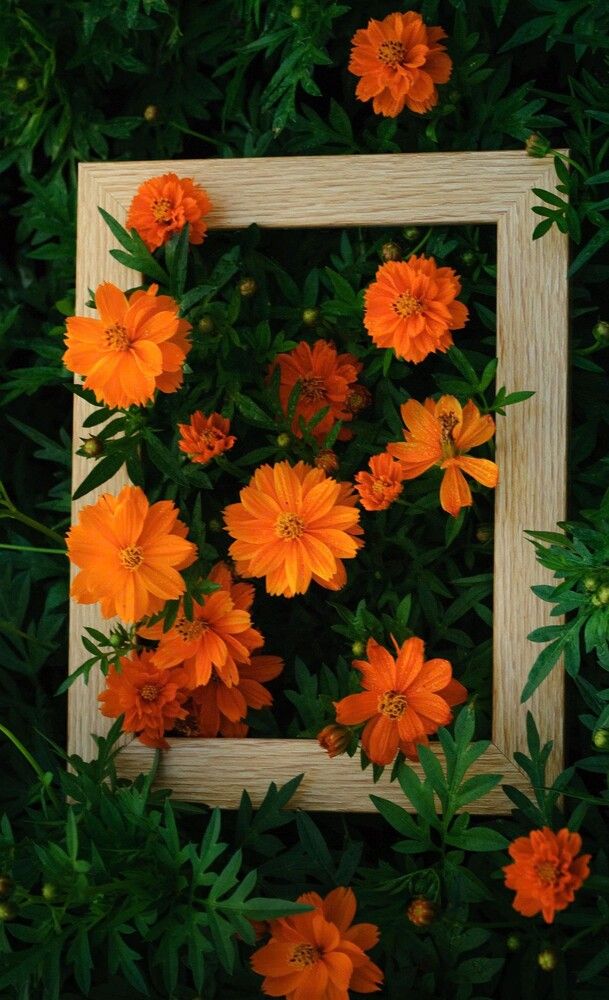 Framed Nature