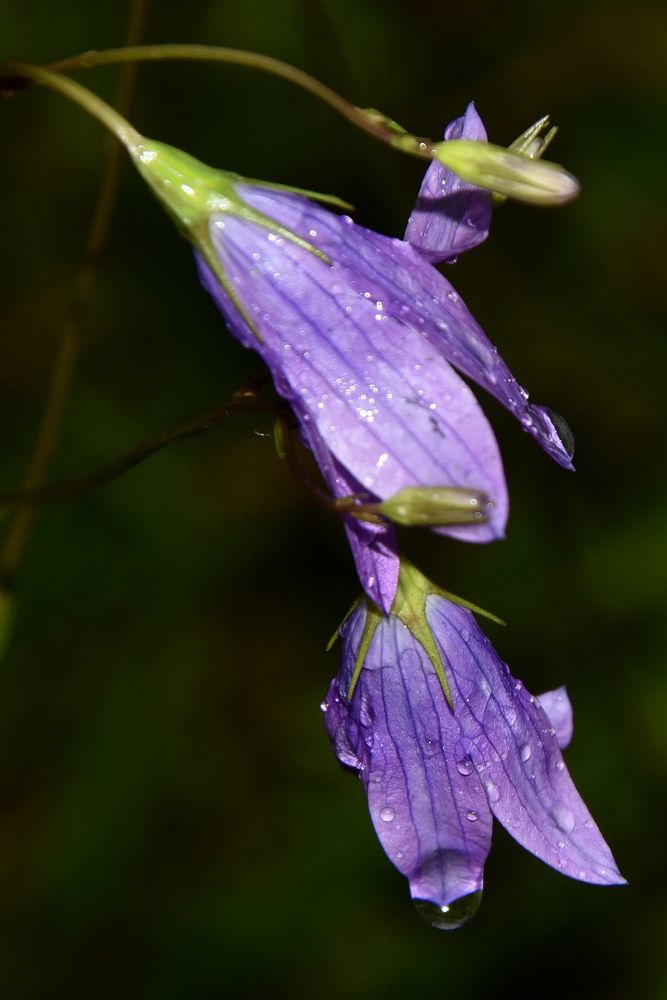 Photograph by Dimon Grinih