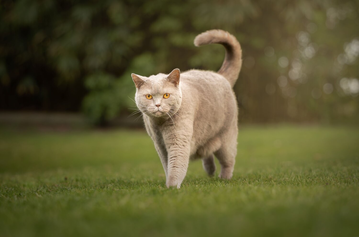 Photo #13544704