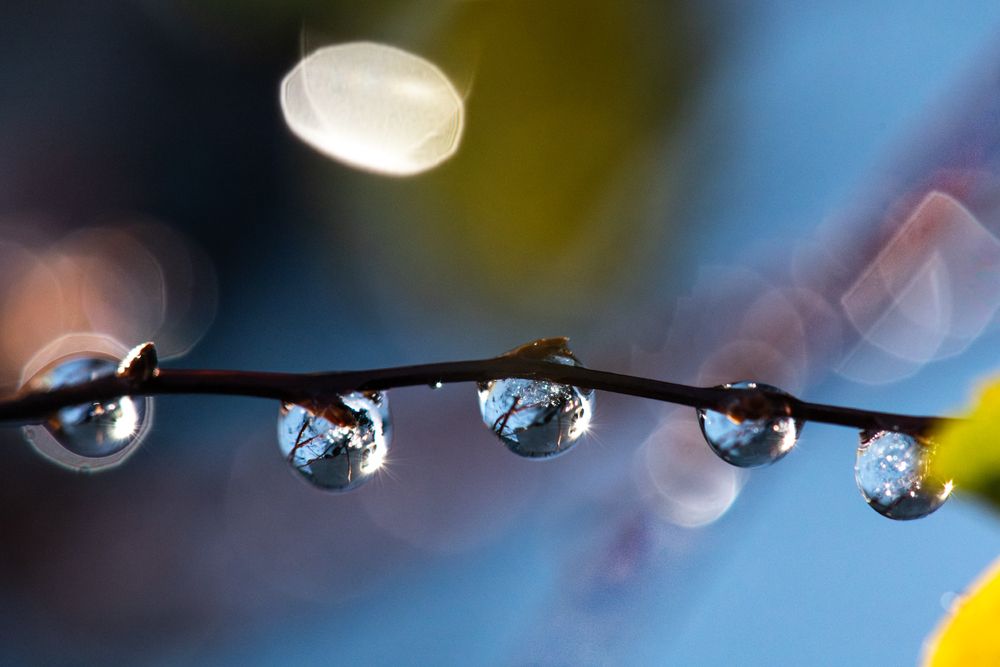 Beads after the rain