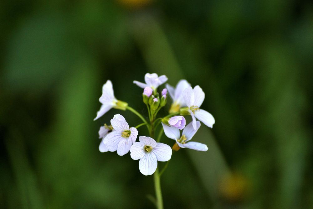 small beauty