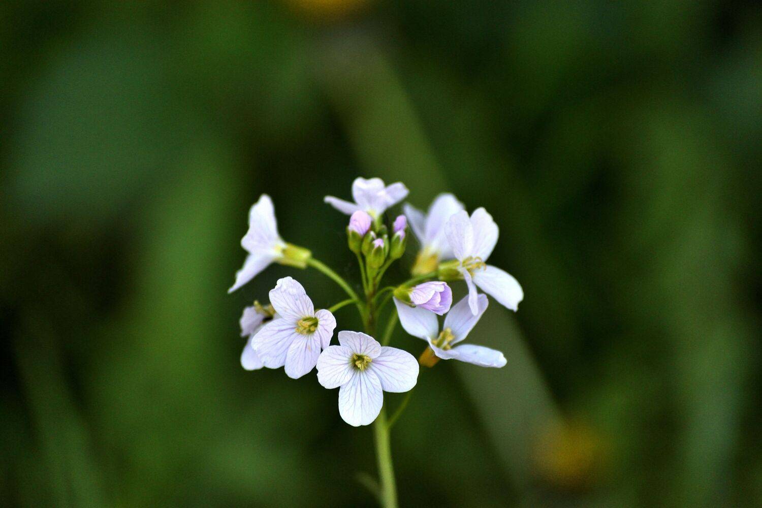 small beauty