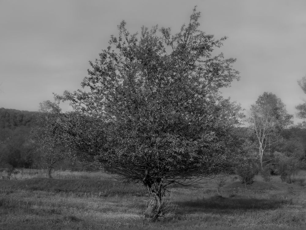 Photograph by Михаил Еремеев