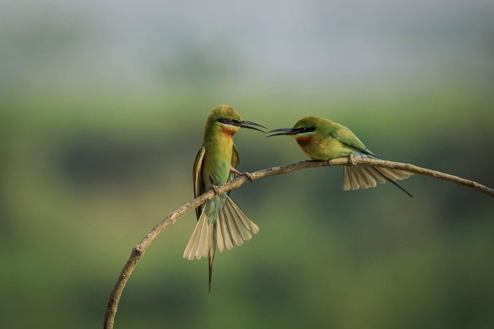 Photograph by Dipanjan Ray
