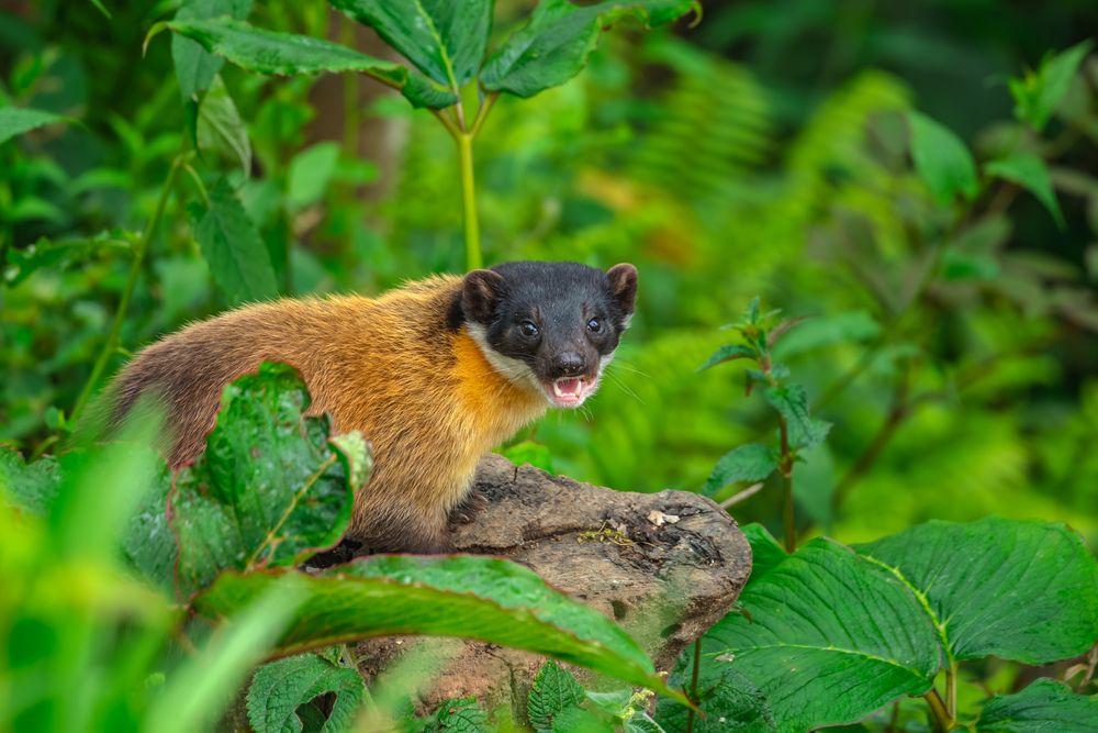 Guardian of the Green Canopy