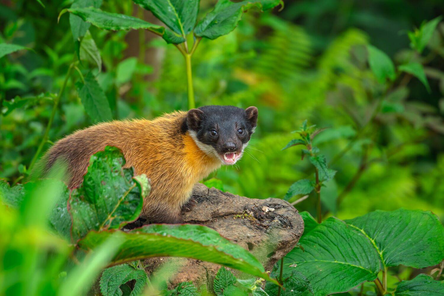 Guardian of the Green Canopy