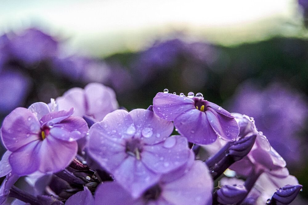 Photograph by Елизавета Зыбина