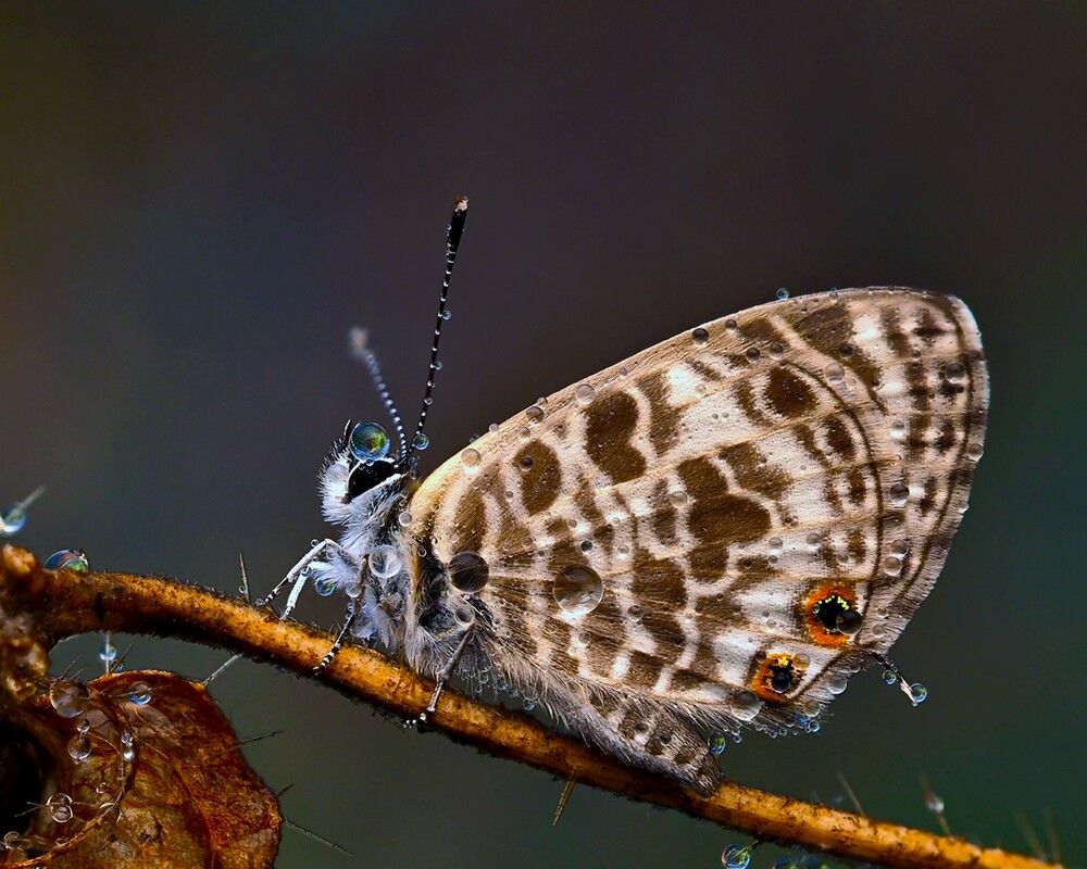 Photograph by Dharmendra Padhiyar