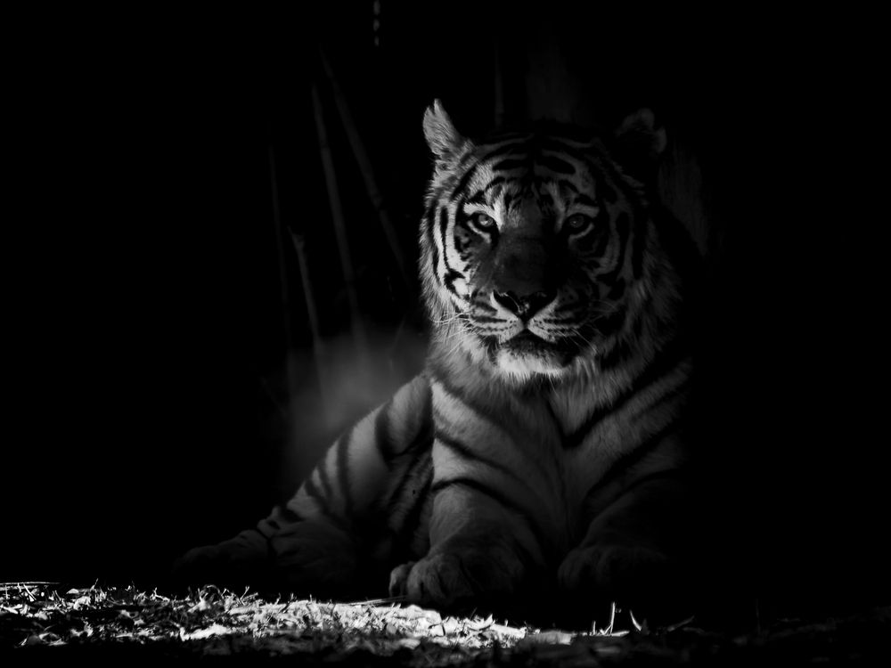 Photograph by Stefania Pelosi