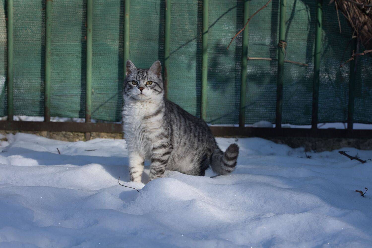 молодой кот и первый снег