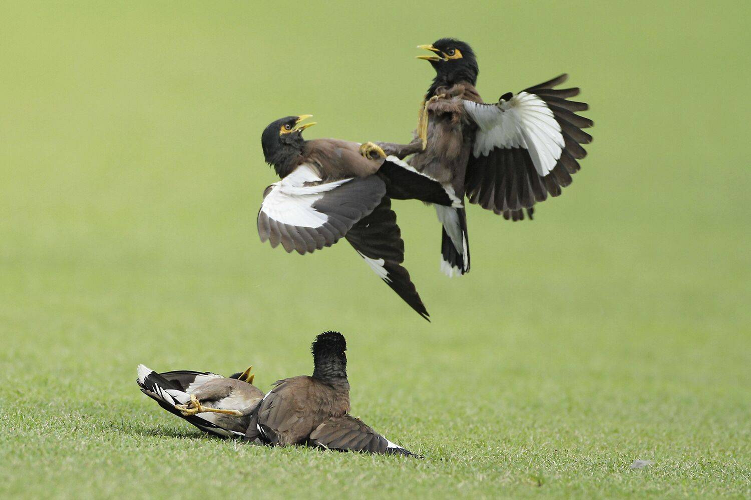 Birds or Boxers ?
