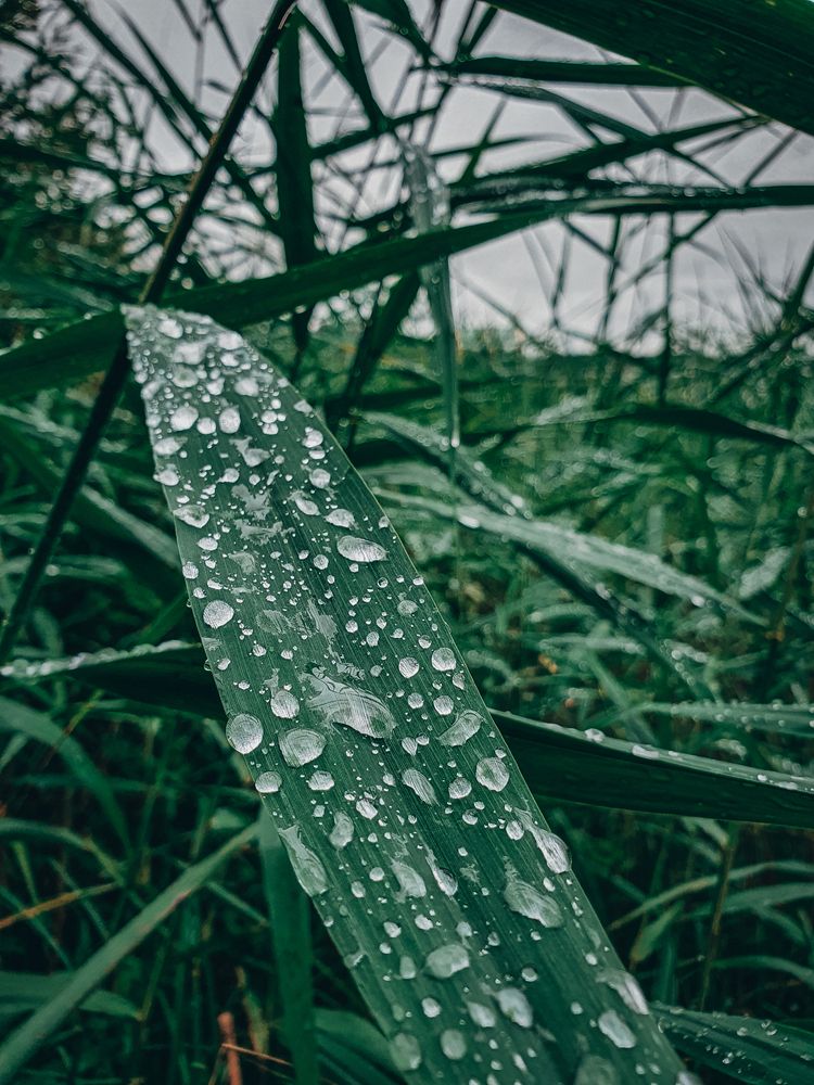 Photograph by Katz