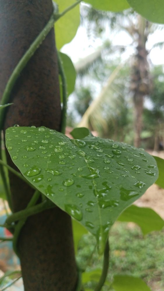 Photograph by Varsha Gatti