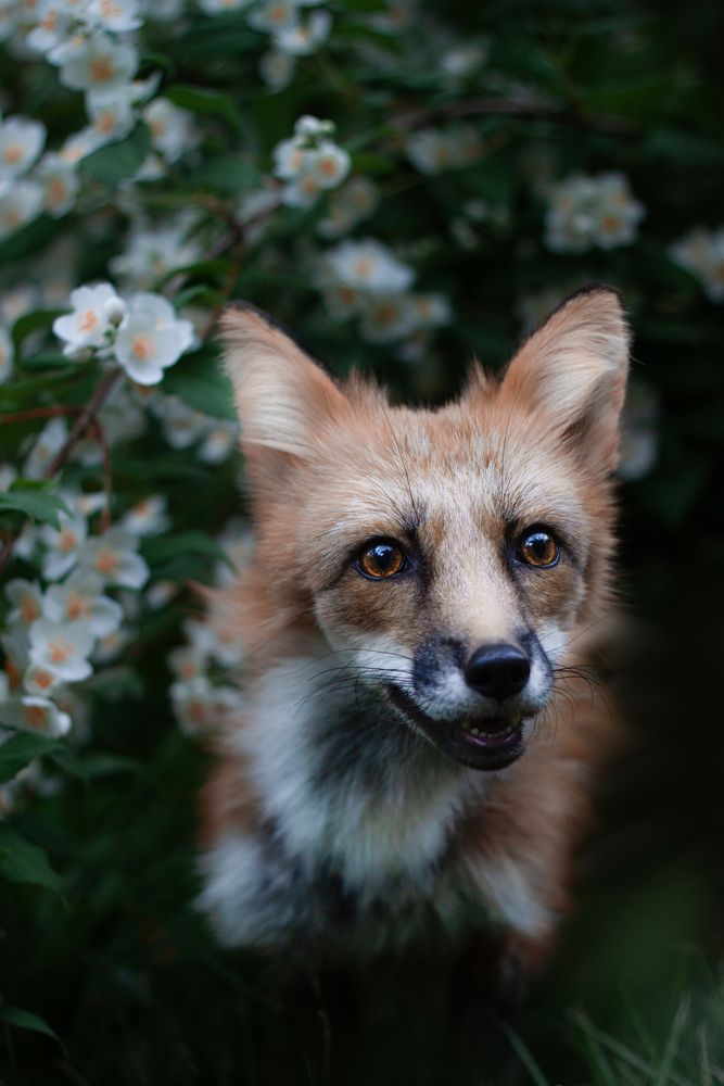 Photograph by Елена Иванова