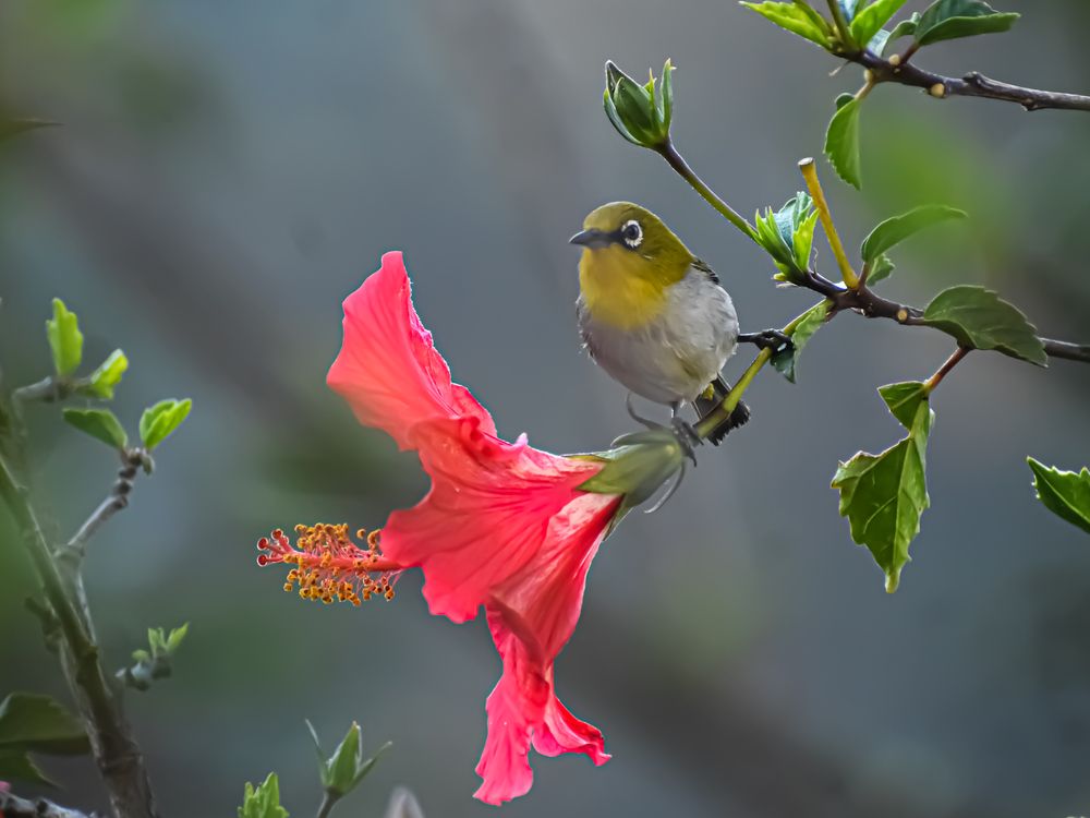 Photograph by Subrata Das