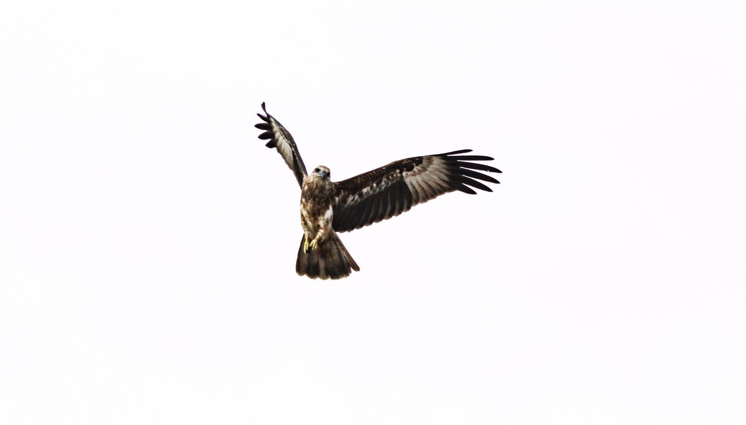 Hunter in Motion