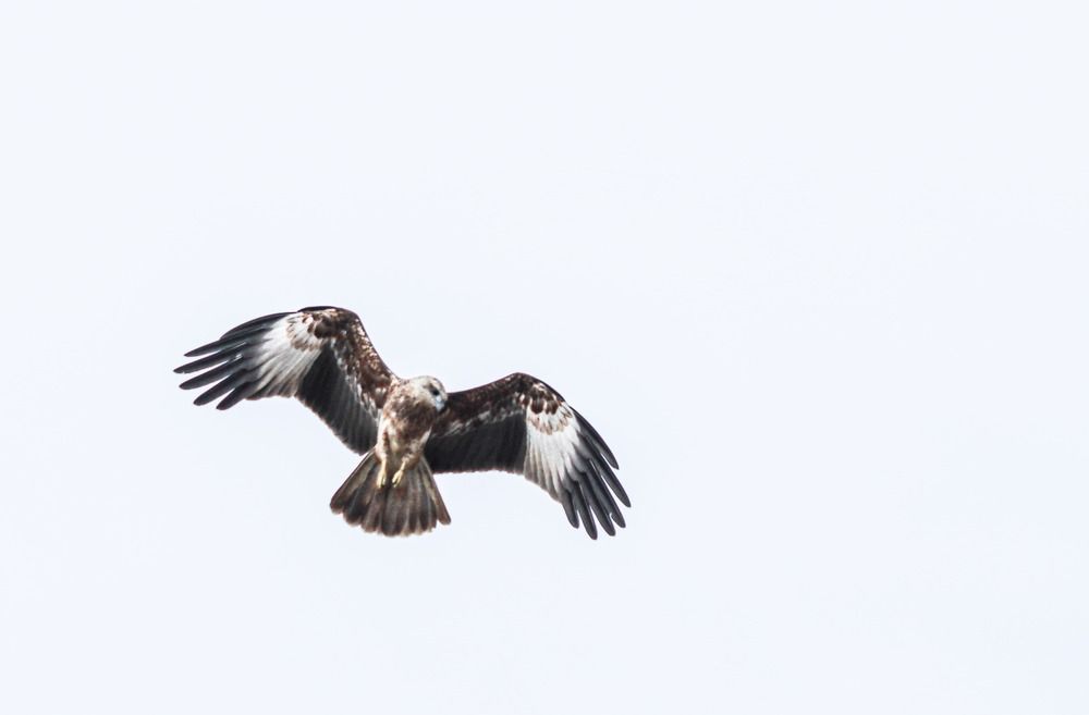 Graceful Glide in the Open Sky