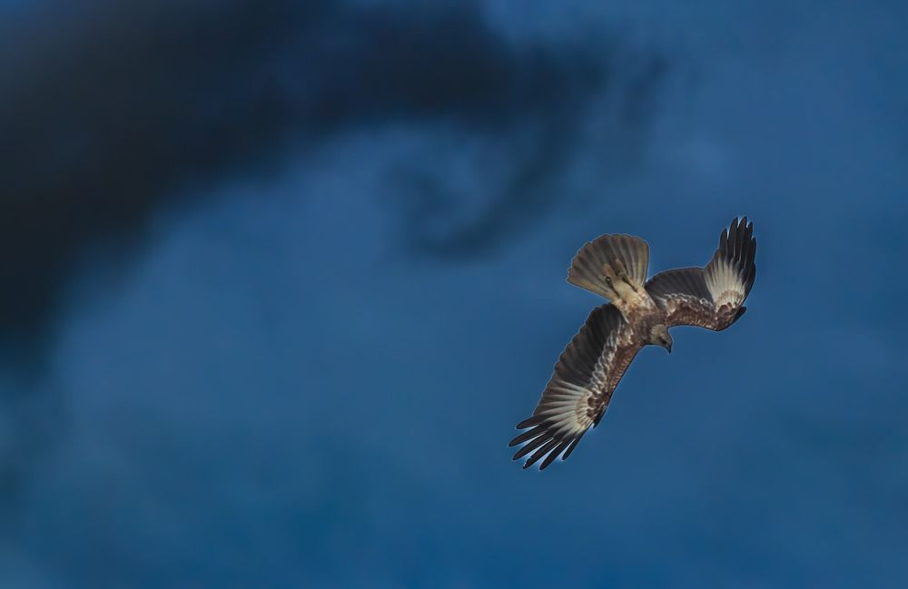 Wings of Freedom