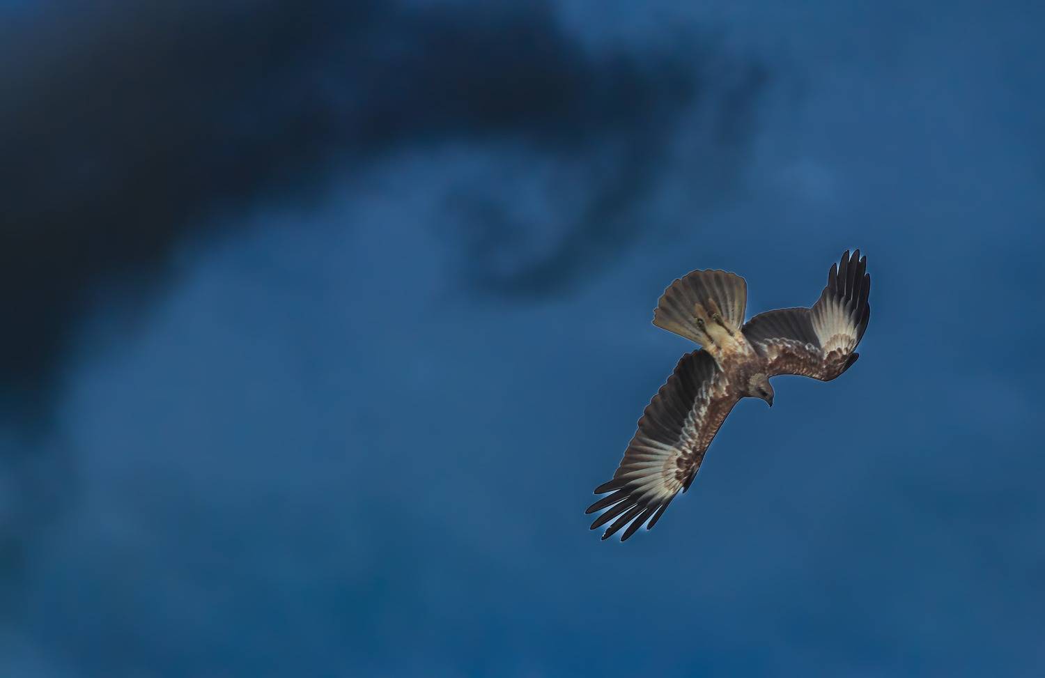 Wings of Freedom