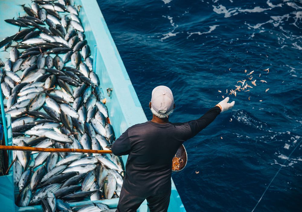 Man casting bait to tuna