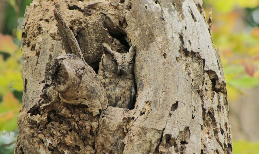 The lively wooden log