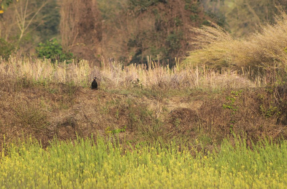 The very shy black francolin in its natural habitat