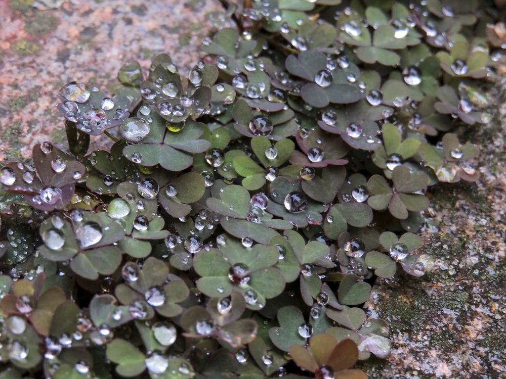Water drops on leaves