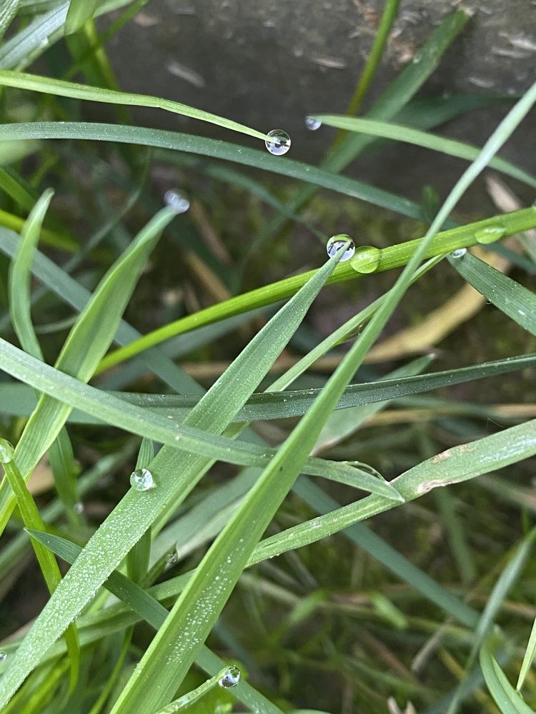 Water drops on the grass
