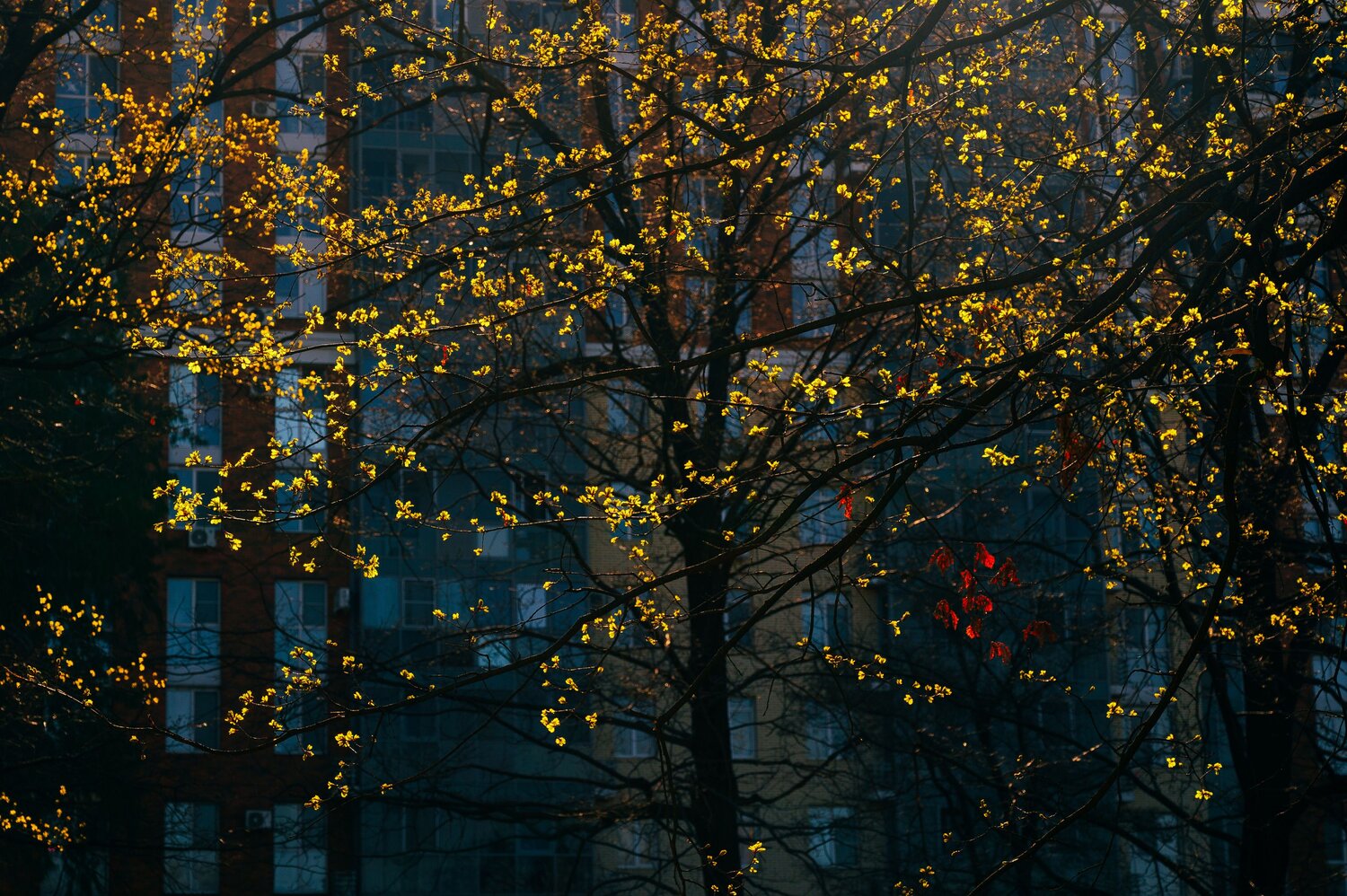 Photo #13549007