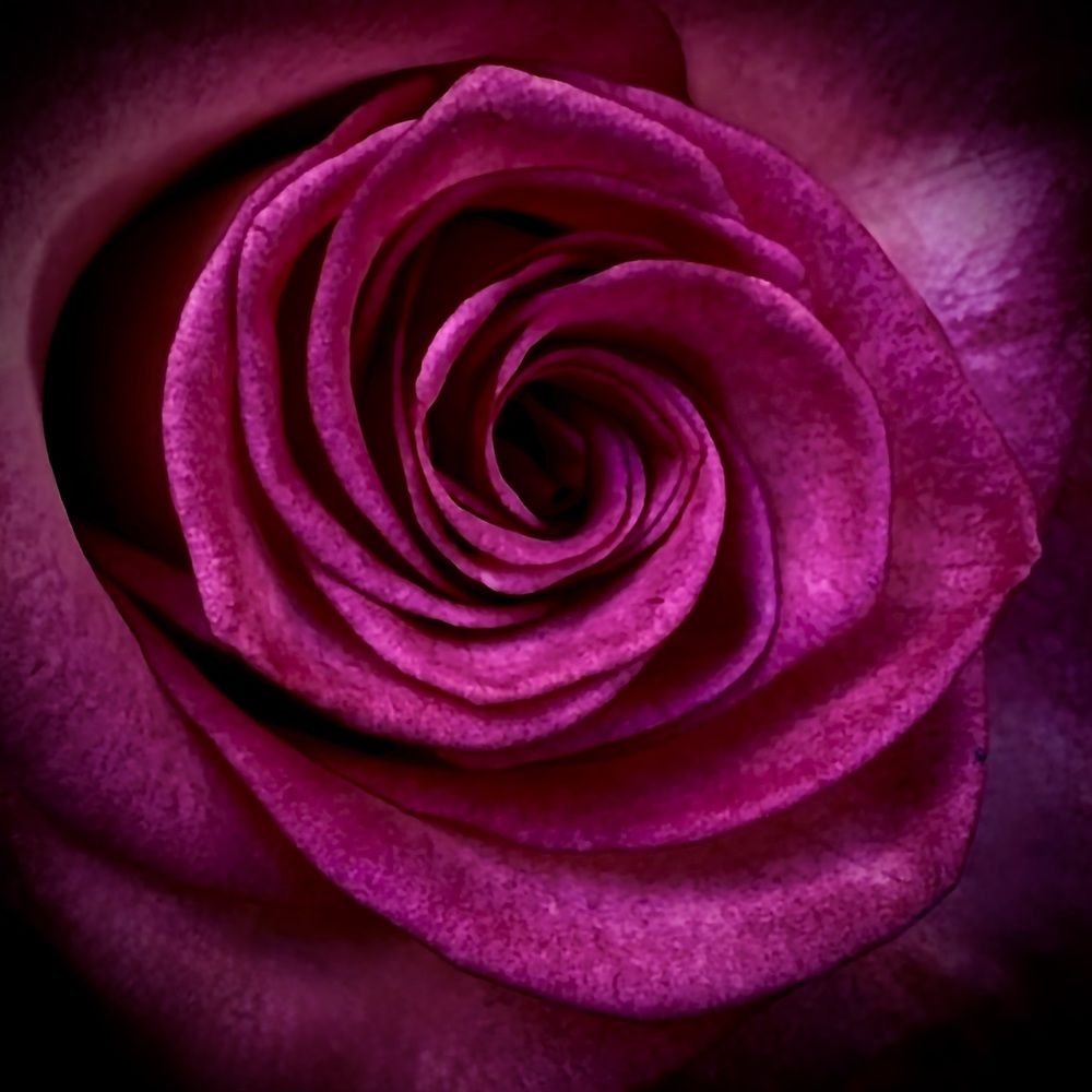 The rose turned to a reptile life !